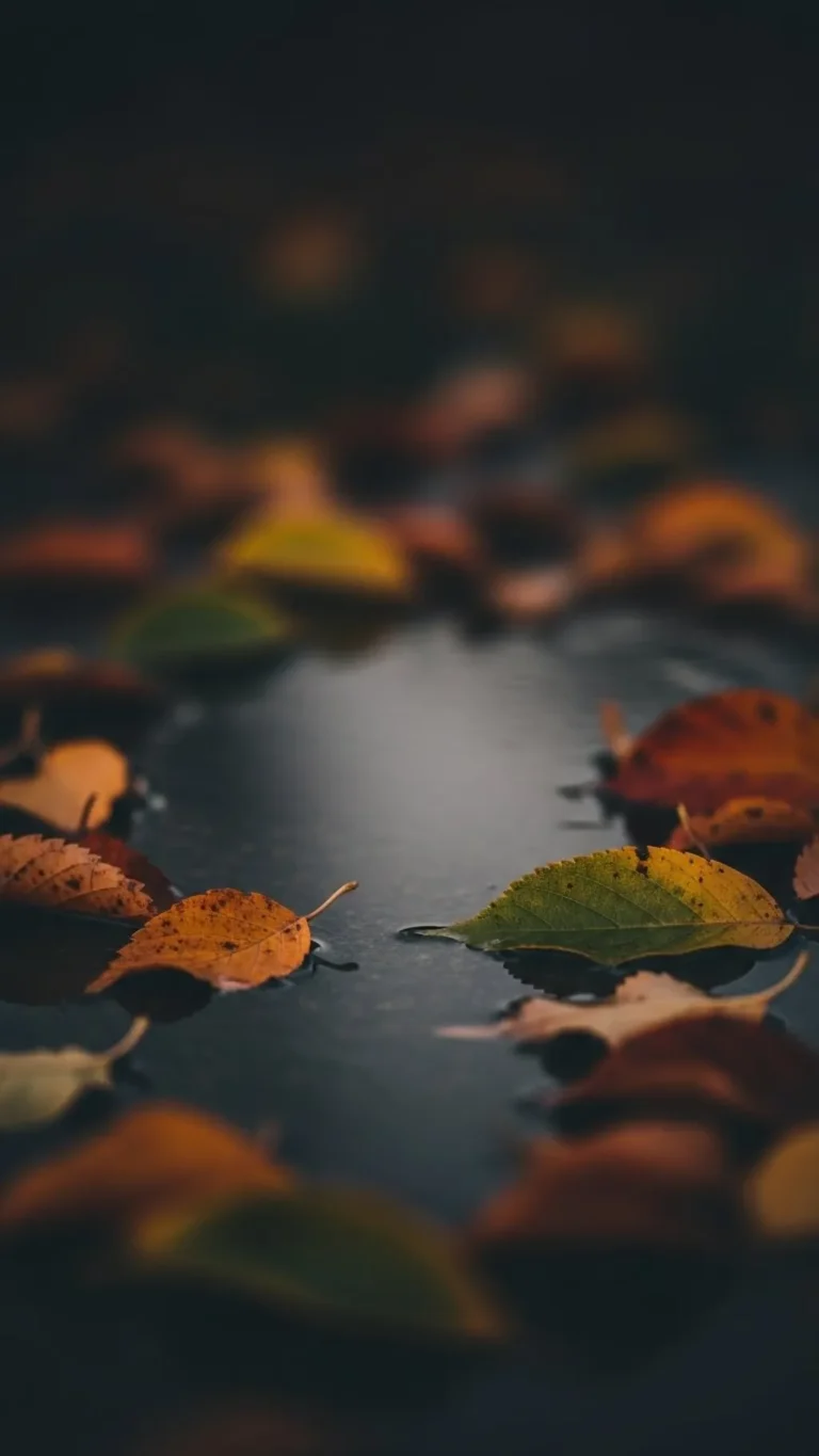 Autumn Leaves on Wet Road